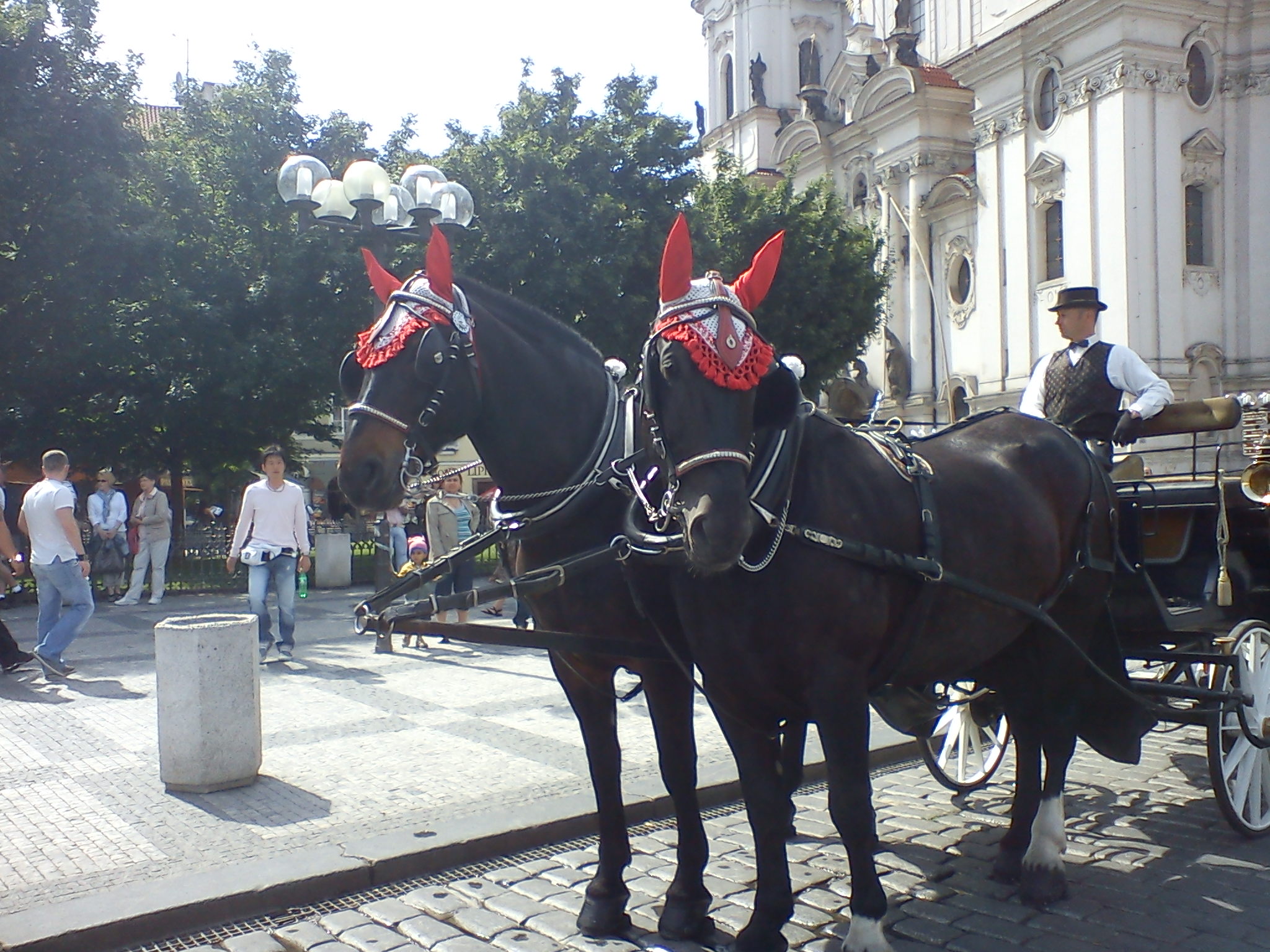 zapřáhnutí koně