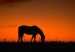 kůň a západ slunce