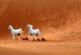arab na poušti